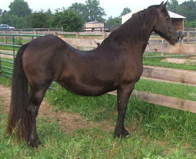 Swayback Horse